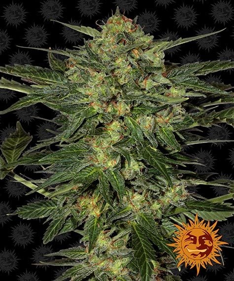 2025 Cannabis Seed Collection - L.S.D. Feminized