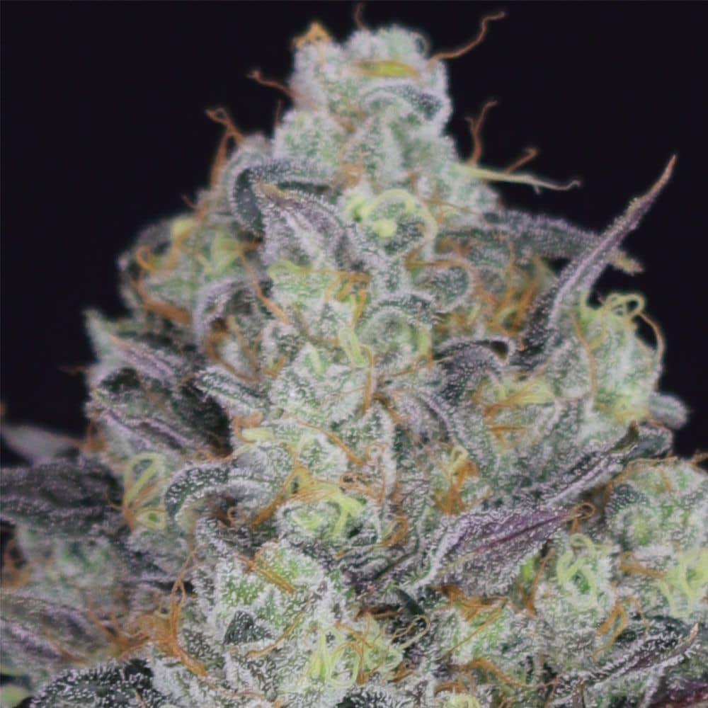 LA Juice - Regular - Crockett Family Farms Seeds