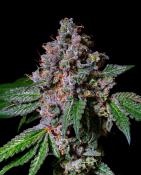 Pure Instinto Seeds - LA Macedonia Feminized