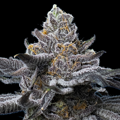 Barneys Farm Seeds - LFG Feminized