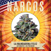 Narcos Seedbank - La Mandarina Feliz Auto Feminized