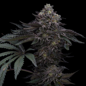 Ziplock Seeds Lazer Wolf BX - Feminized
