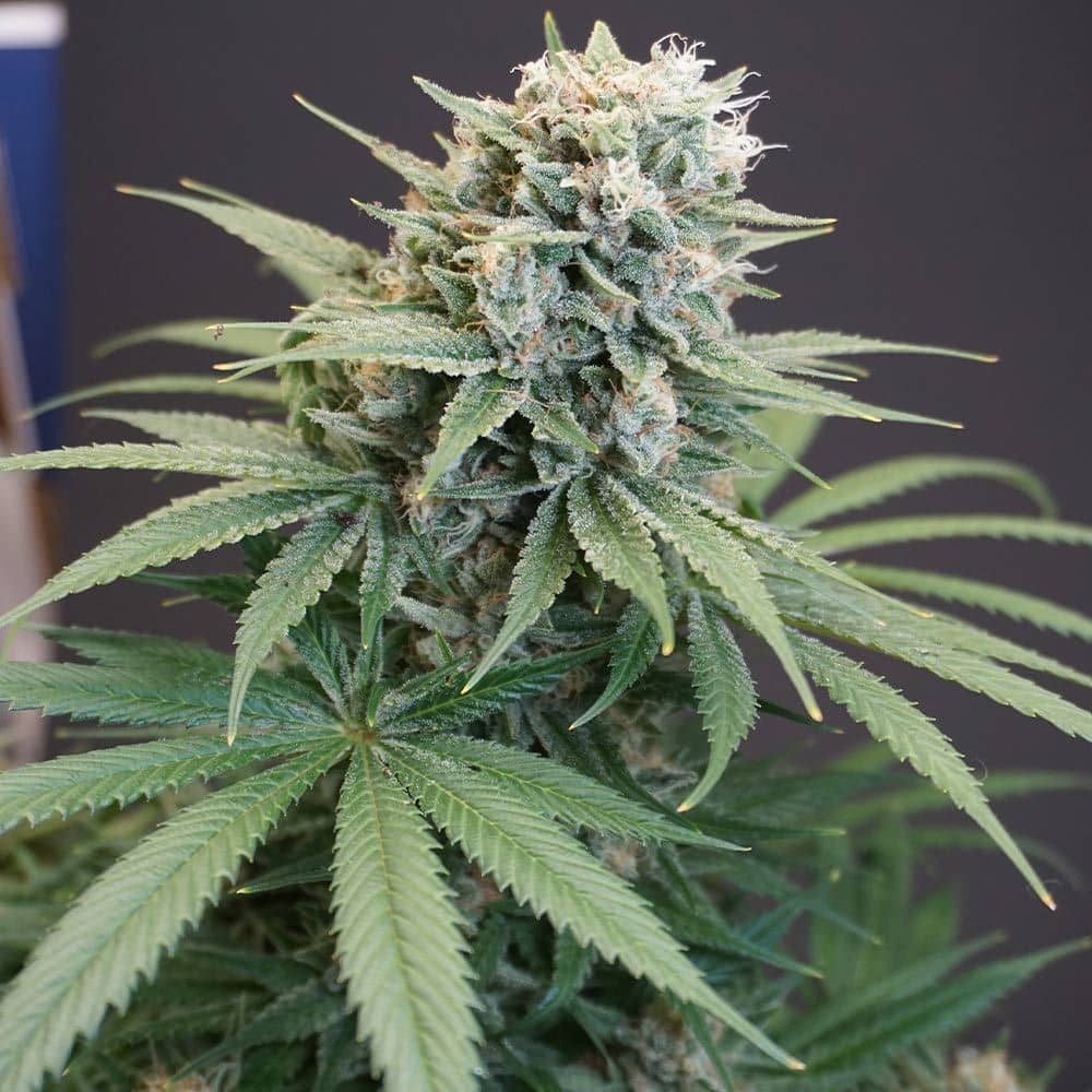 Karma Genetics Seeds - LeMello - Feminized