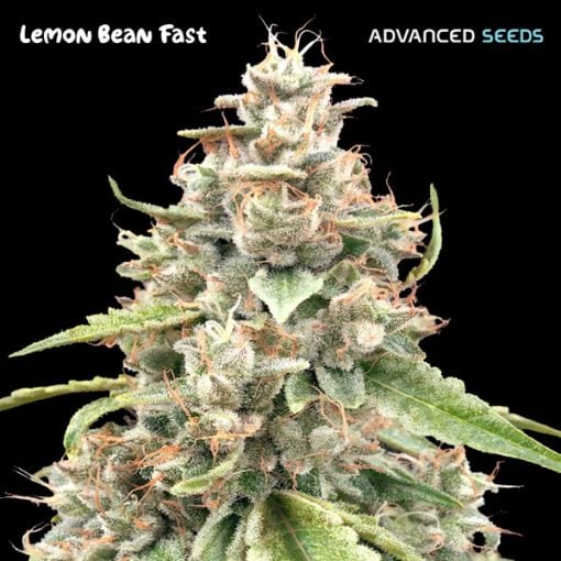 Advanced Seeds - Lemon Bean Fast Version - Feminised