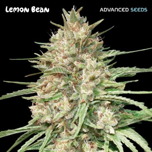 Advanced Seeds - Lemon Bean - Feminised