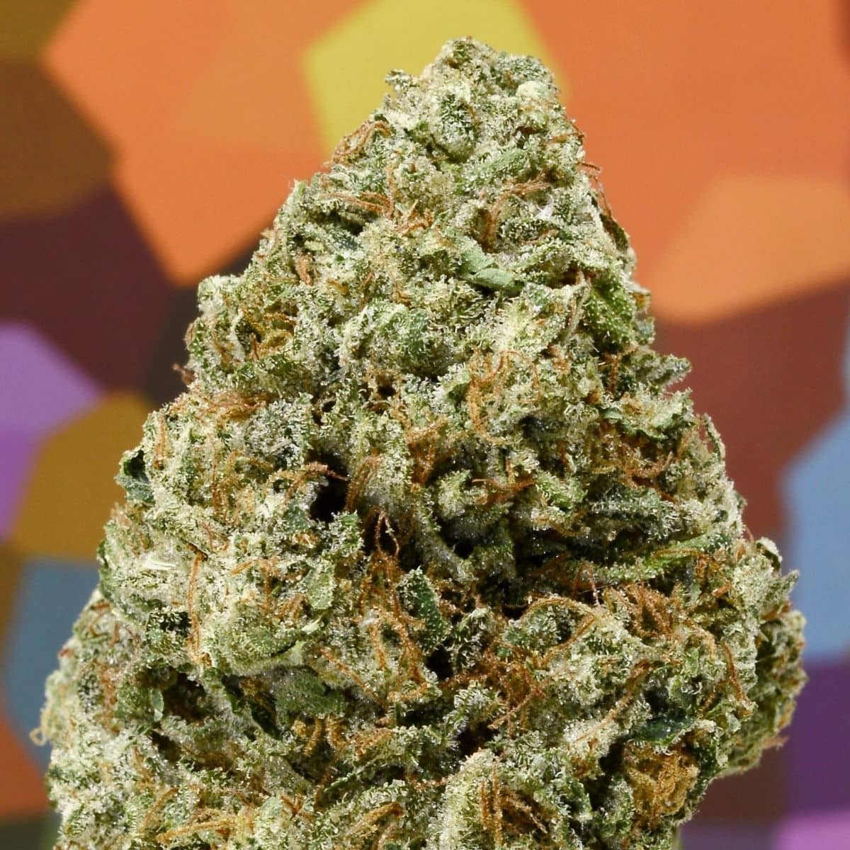 Massive Creations - Lemon Hammer - Regular