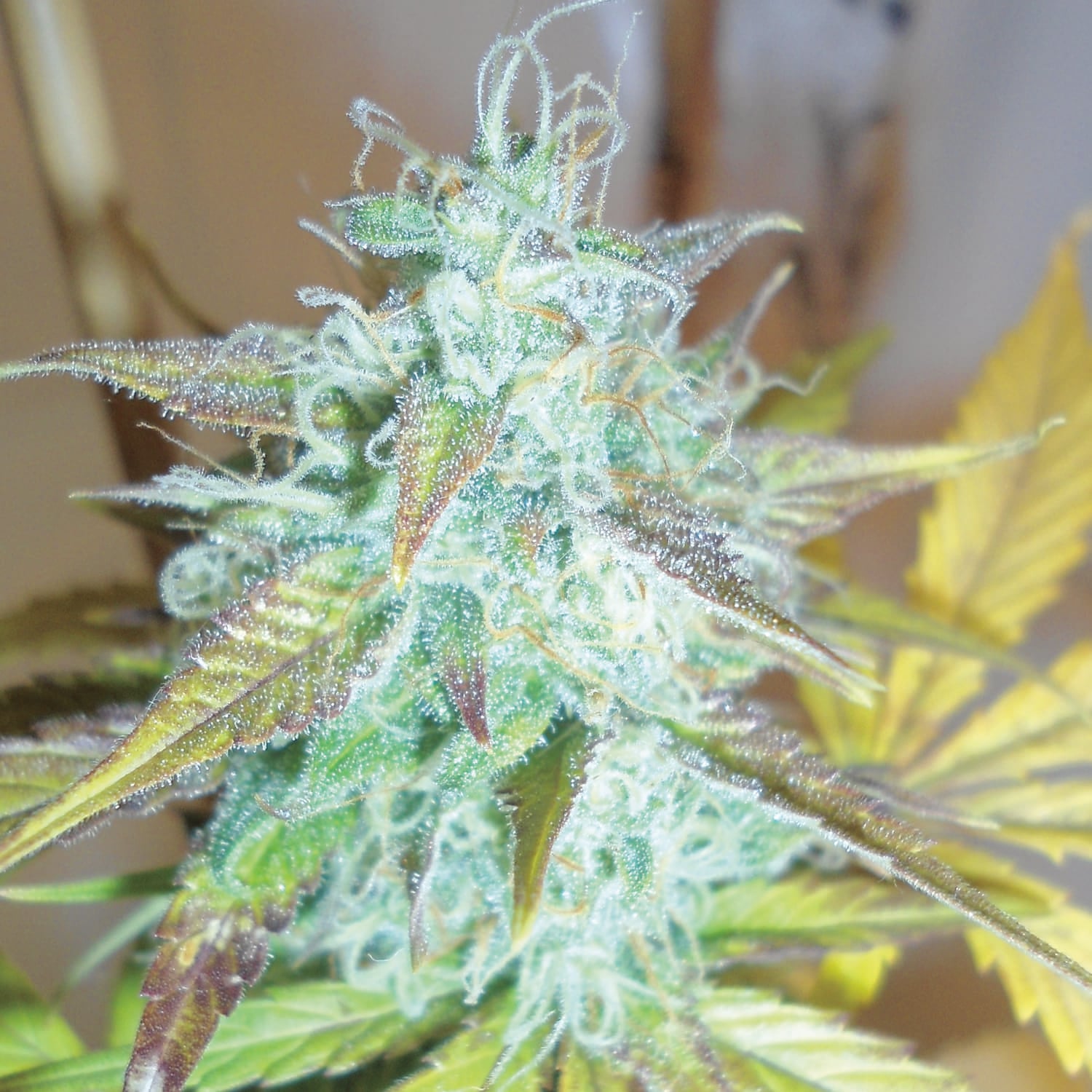 Emerald Triangle Seeds - Lemon Haze Auto - Regular