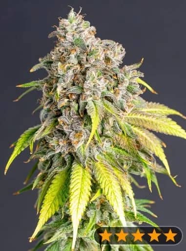 Lemon Haze Original Feminized – Power Strains   