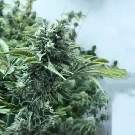 Lemon Miracle- Feminized - Black Farm Genetix 