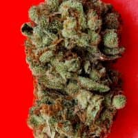 KC Brains Seeds Lemon Sherbet Feminized 