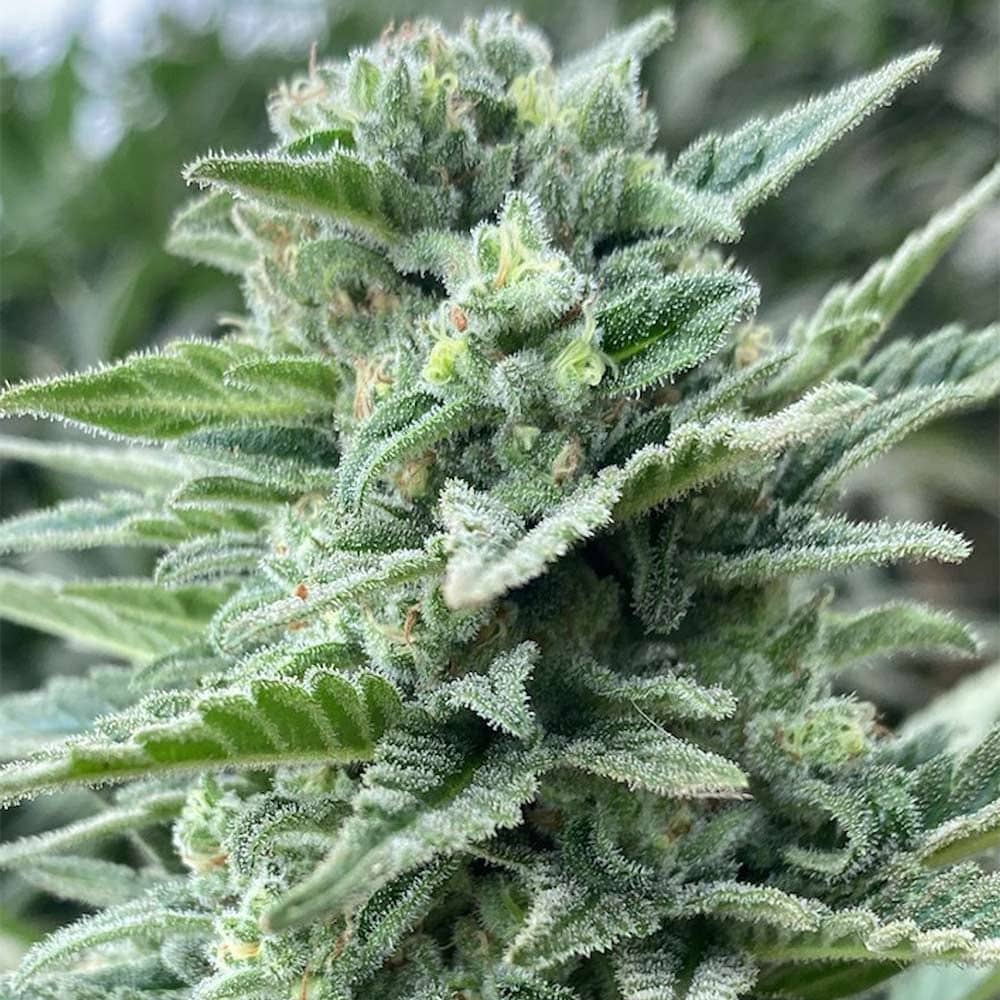 Cali Connection Seeds - Lemoncino Feminized