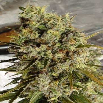 Limited Edition C5 Haze x Kali China- Feminized - Ace Seeds