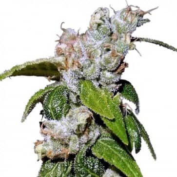 Limited Edition Green Haze 19 A5- Feminized - Ace Seeds 