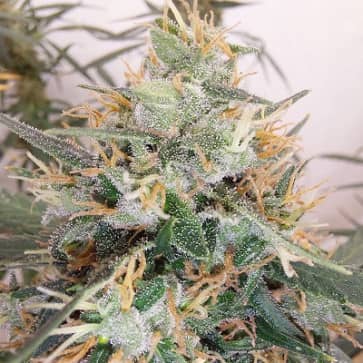 Limited Edition Panama A5 Haze Feminized - Ace Seeds  
