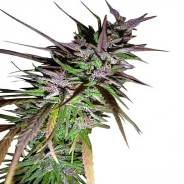 Limited Edition Purple Pakistani Haze- Feminized - Ace Seeds 