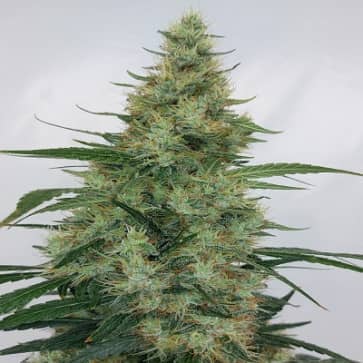 Limited Edition Super Panama Haze Feminized - Ace Seeds  