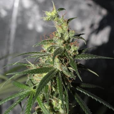 Limited Edition Panama x Malawi- Feminized - Ace Seeds  