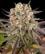 Barneys Farm Seeds - Limoncello Feminized
