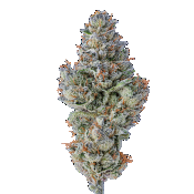 Growers Choice - Lobster Butter Feminised