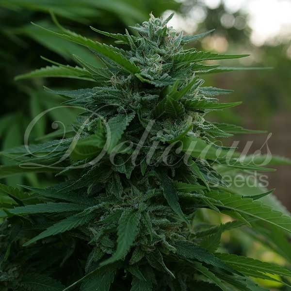 Lord Kush  - Feminized - Delicious Seeds  