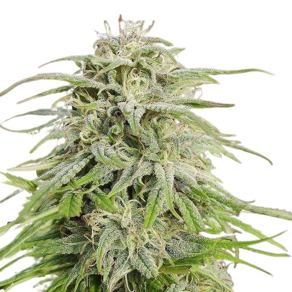 Scott Family Farms Love Potion Regular   