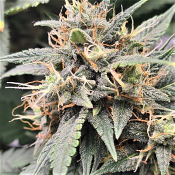 Top Shelf Elite Seeds - MAC Flurry Feminized