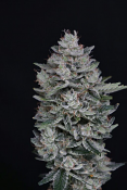 Pure Instinto Seeds - MAC2 Auto Feminized