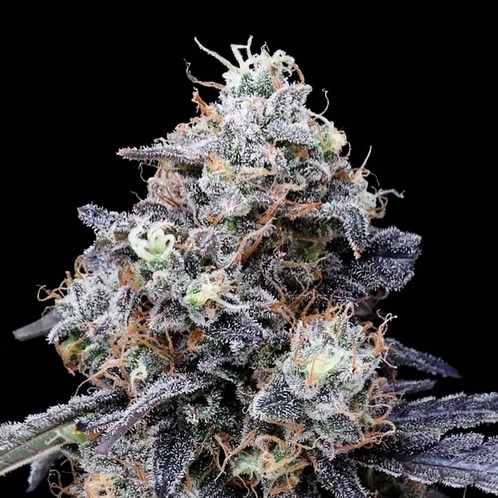 DNA Genetics - MacMelon Auto Feminized 