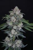 Pure Instinto Seeds - MAK OG Auto Feminized 