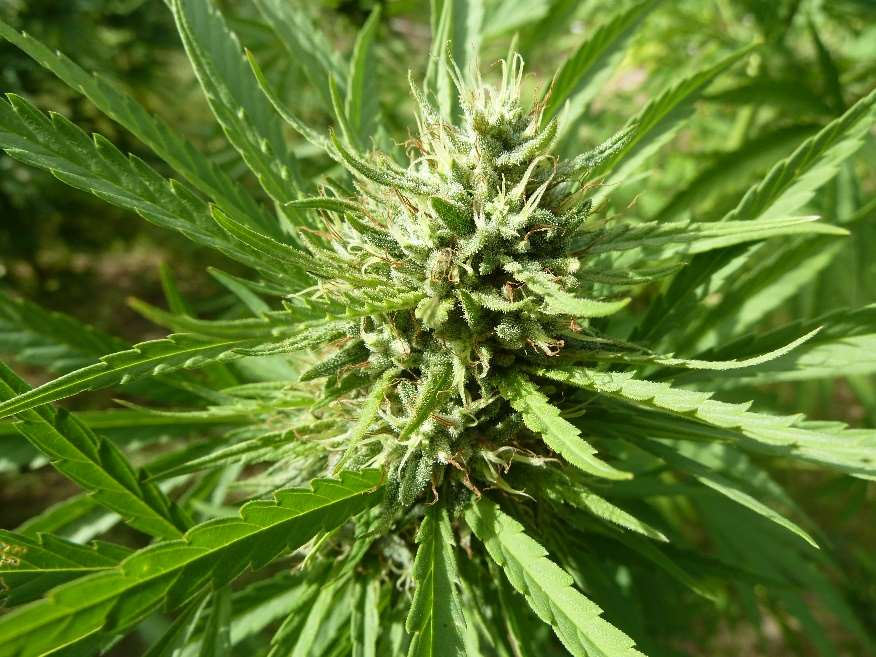 MMG MMG1-C15 (EM 9) Feminized 