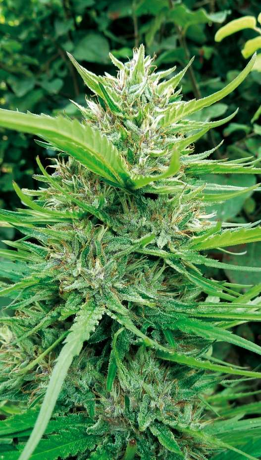 MMG  MMG1-C16 (EM 16) Feminized 