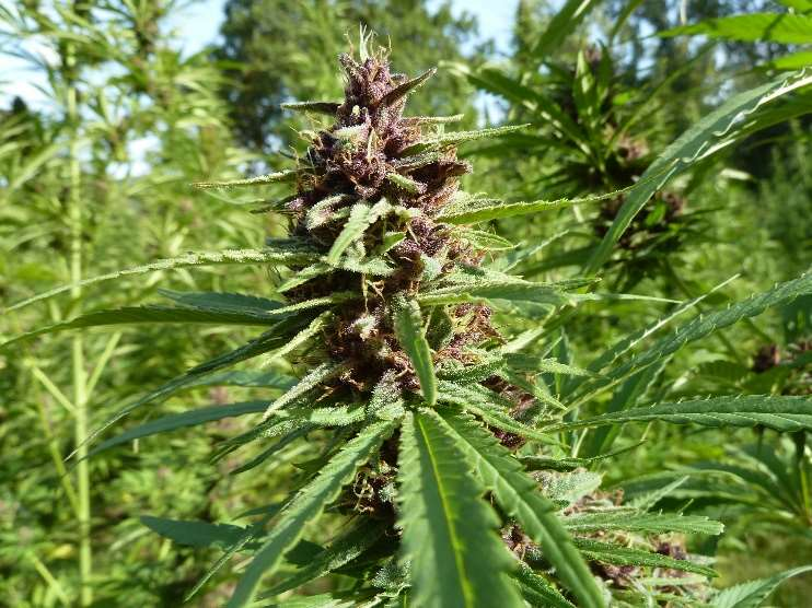 MMG  MMG1-C17 (EM 17) Feminized  