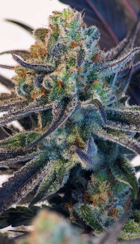 Sour Dame- Feminized - Sensible Seeds Premium Selection 