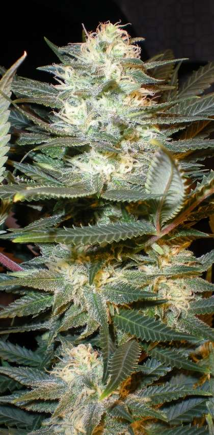 MMG. MMG1-T11 (EPS 15) Feminized  