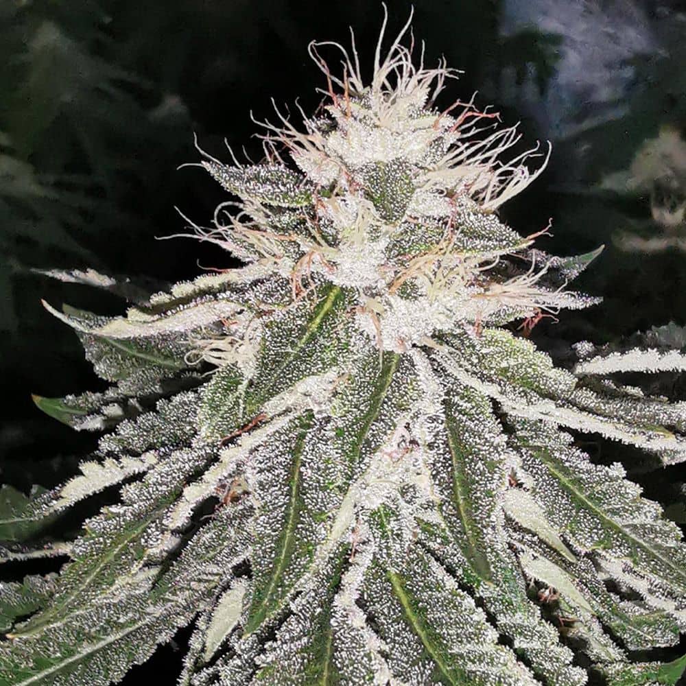 Pheno Finder - Mac 11 - Feminized