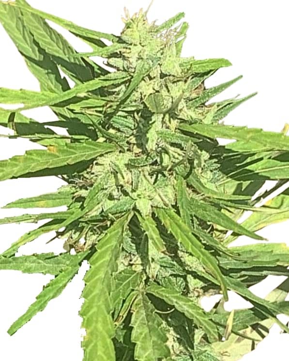 Scott Family Farms Mad Chem Haze Regular    