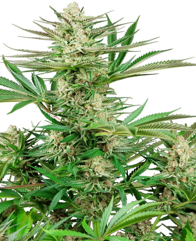 Malibu OG Gold - Feminized - Sensi Seeds Research  