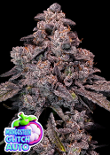 Anesia Seeds - Mangosteen Glitch Auto Feminized