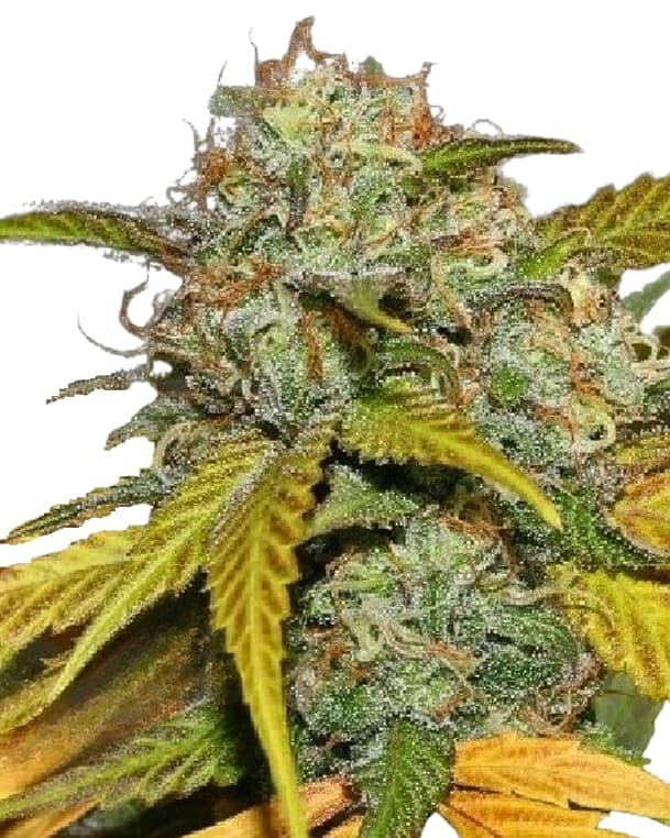 Scott Family Farms Mass Super Skunk x Sweet Pink Grapefruit Indica Regular    