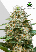 Auto Seeds - Maui Wowie Auto - Feminised