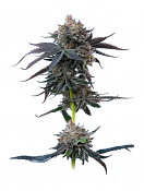Maverick's Genetics Seeds - Cherry Runtz Feminized