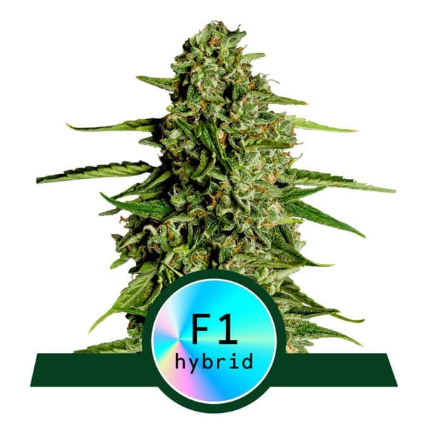 Orion F1 Auto – Feminized – Royal Queen Seeds 