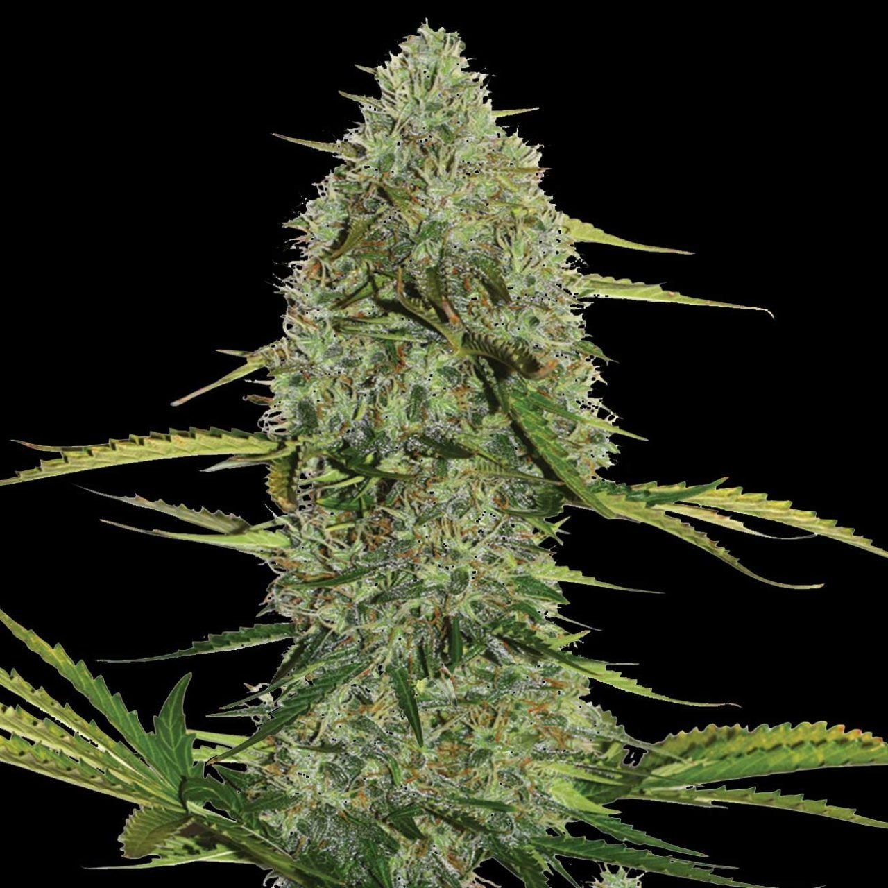 2025 Cannabis Seed Collection - Mega Power Plant Auto - Feminized