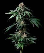 Barney's Farm Seeds - Mendo Breath - Feminized