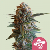 Royal Queen Seeds - Mexican Rush - Feminized 