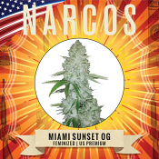 Narcos Seedbank - Miami Sunset OG Feminized
