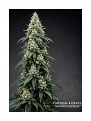 Platinum Reserve - Midnight Sovereign Feminized