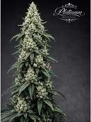 Platinum Reserve - Midnight Sovereign Feminized