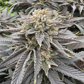 Grateful Seeds - Meat Grinder Feminized