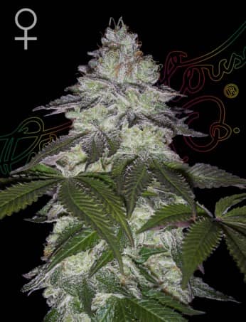 Green House Seeds Milky Dreams Feminized 